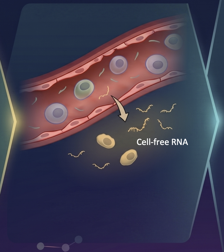 Cells release cell-free RNA into circulation — origin-tracing enables liquid biopsy