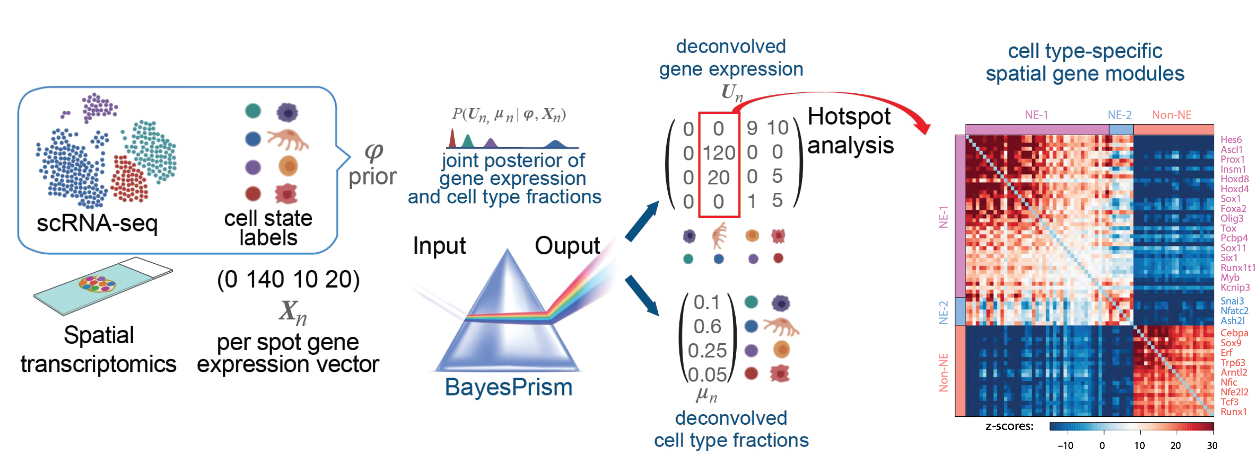 PrismSpot: BayesPrism + Hotspot → spatially variable gene modules within cell types