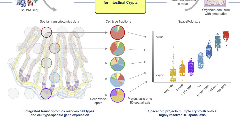SpaceFold: spatial transcriptomics deconvolution maps 30+ cell types along the crypt–villus axis